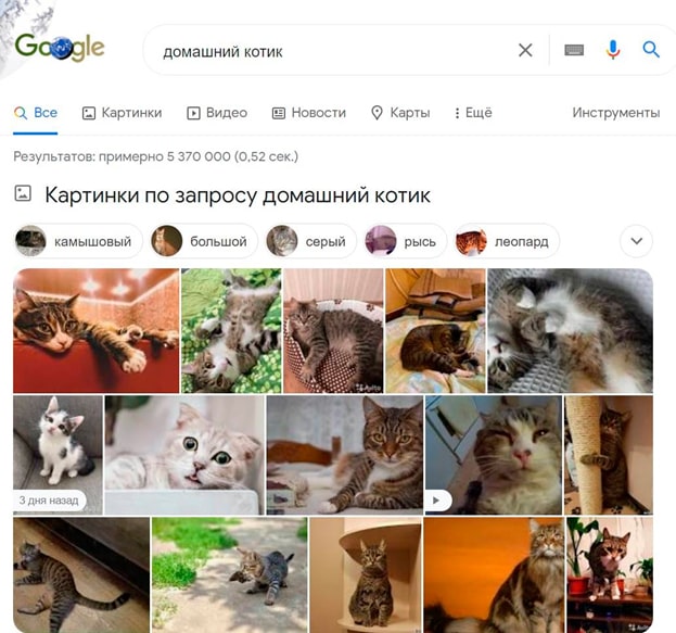 Картинки домашних котиков
